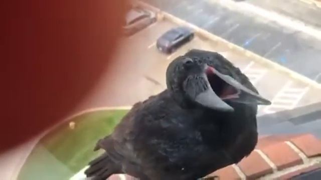 Black bird in my window . смотреть онлайн