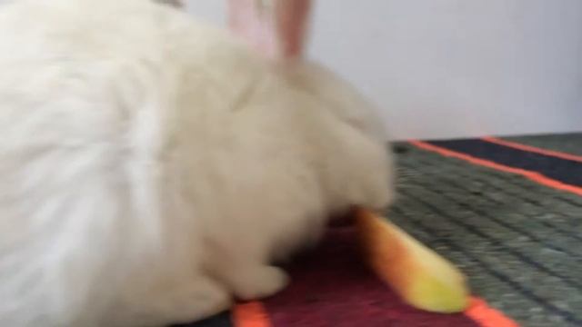 🐰 Rabbit 🐇 Says An Apple A day Keeps Doctor Away | 🐇 Rabbit Eating Apple | @Bhavesh Parmar Nandu смотреть онлайн