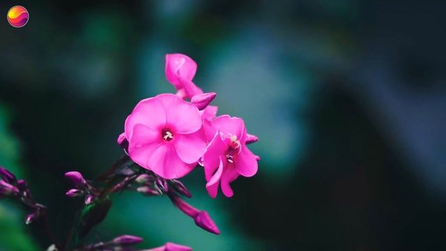 4K Backyard Plants 10 bit Color Nature Relax Video with Nature Sounds смотреть онлайн