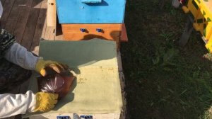 Сборка гнезда пчёл в зиму  8 лет без потерь