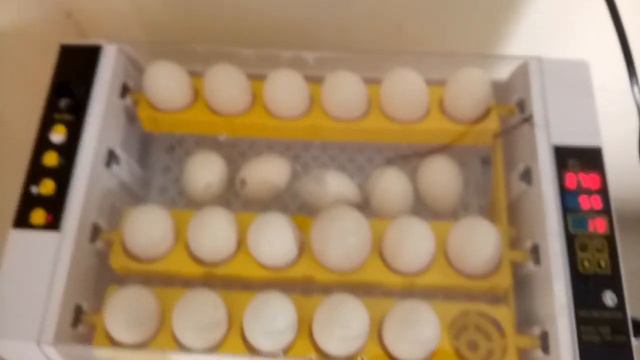 How To hatch eggs in Automatic EGG INCUBATOR ( Capacity 24 eggs ) | Hatched Result смотреть онлайн