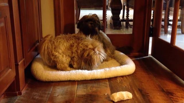 Reece and Belle playing смотреть онлайн