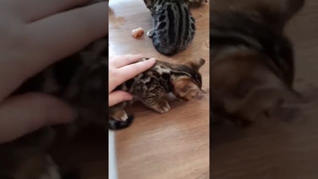 Бенгальские котята смотреть онлайн