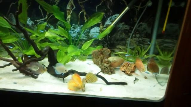 300 liter tank with 8 Discus смотреть онлайн