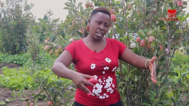 Wambugu Apple Farm - Laikipia, Kenya смотреть онлайн