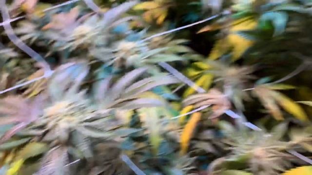 Cannabis Indoor S:12 E:4 Flower Power смотреть онлайн