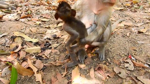 Poor Jayden Broken Heart !! Baby very angry Jade cos not carry baby, Why mum leave baby alone? смотреть онлайн