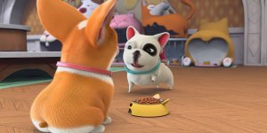 Корги по имени Моко. Домашние животные 2, 59 серия. Корм в долг