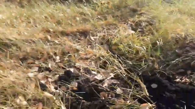 МЕТАЛЛОКОП ВОСКРЕСЕНЬЕ смотреть онлайн