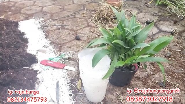 Tehnik Budidaya Anggrek Oncidium смотреть онлайн