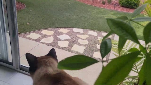 He has been staring out the window for hours! (dm 16) смотреть онлайн