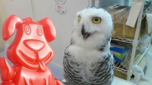 Голодные кролики съели человека. Желейный Стасик с таким столкнулся впервые...