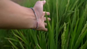 Премьера песни  Копари