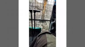 экскаваторы работа в карьере, погрузка машин без полки