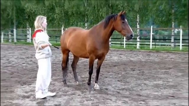 Natural Horsemanship - Sara & Sharo смотреть онлайн