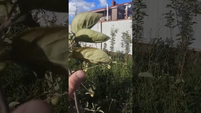 16.06.2024 айва Румо