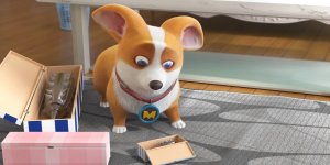 Корги по имени Моко. Простые истории, 20 серия. Подарок