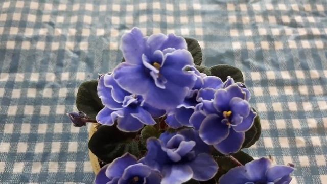 What's in bloom today? Frosted Denim miniature. My african violet plant collection смотреть онлайн