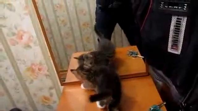 ржака, прикол после 1 минута угарно mp4 смотреть онлайн