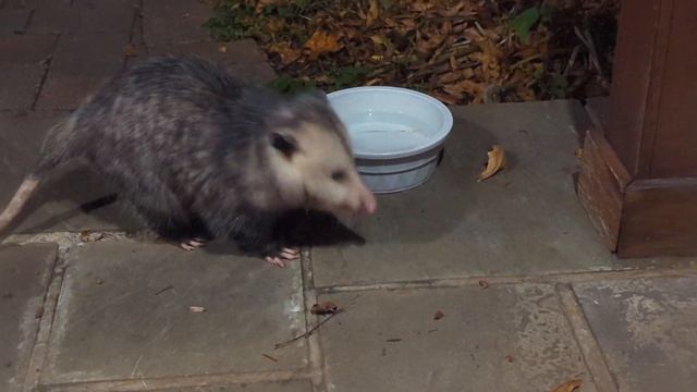 Cute fuzzy opossum drinking from dog dish doesn't hear me knocking on the window смотреть онлайн