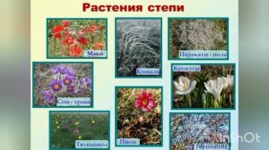 Видеоурок окружающий мир Тема:«Зона Степей» 4 класс