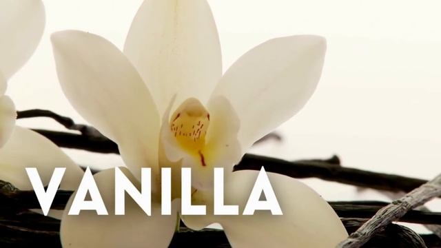 MAYBE THE BEST JAGUAR - CLASSIC RED BY JAGUAR смотреть онлайн