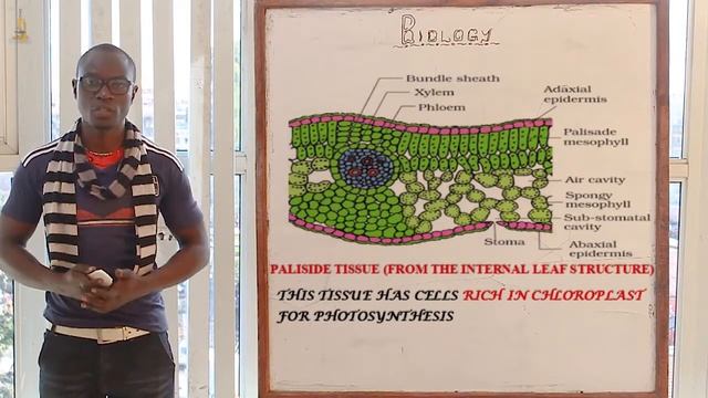 6.Tissues Organs and Organ System Form 1 смотреть онлайн