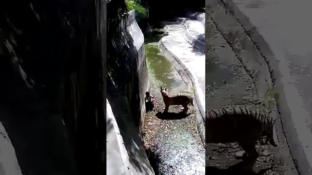 White Tiger ATTACK In Delhi Zoo Full Video Without Blur