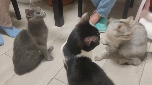 Коть продолжает путешествовать смотреть онлайн