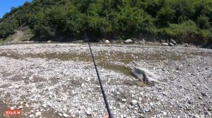 Хороший улов на донку на куриное Сердце