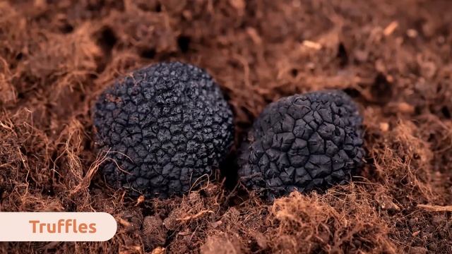 Microorganisms - Compilation Video - Bacteria, Viruses And Fungi - Explanation For Kids