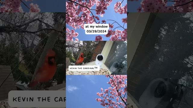 At my window 03/29/2024 part 1 смотреть онлайн