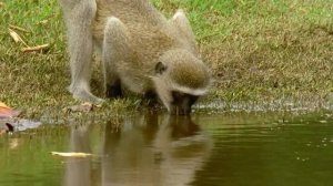 BBC. Твои весёлые друзья зверята 51 серия (документальный сериал, 2004-2009)