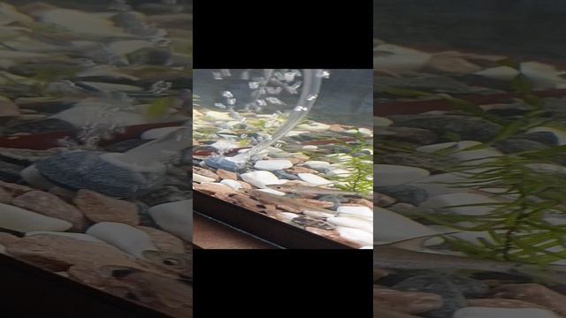 купил новых рыбок смотреть онлайн