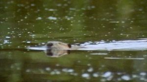 BBC. Твои весёлые друзья зверята 46 серия (документальный сериал, 2004-2009)