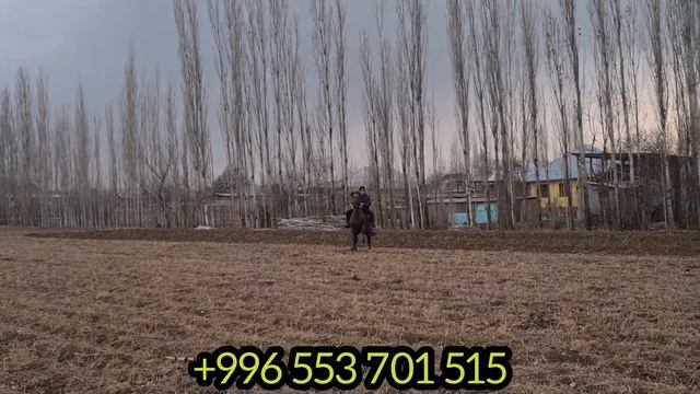 Ажынын аты УЛАКТЫН АТЫ КАРАБАЙЫР смотреть онлайн