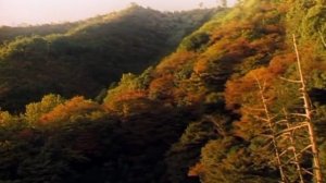 BBC. Твои весёлые друзья зверята 37 серия (документальный сериал, 2004-2009)