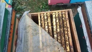 Осенняя замена маток