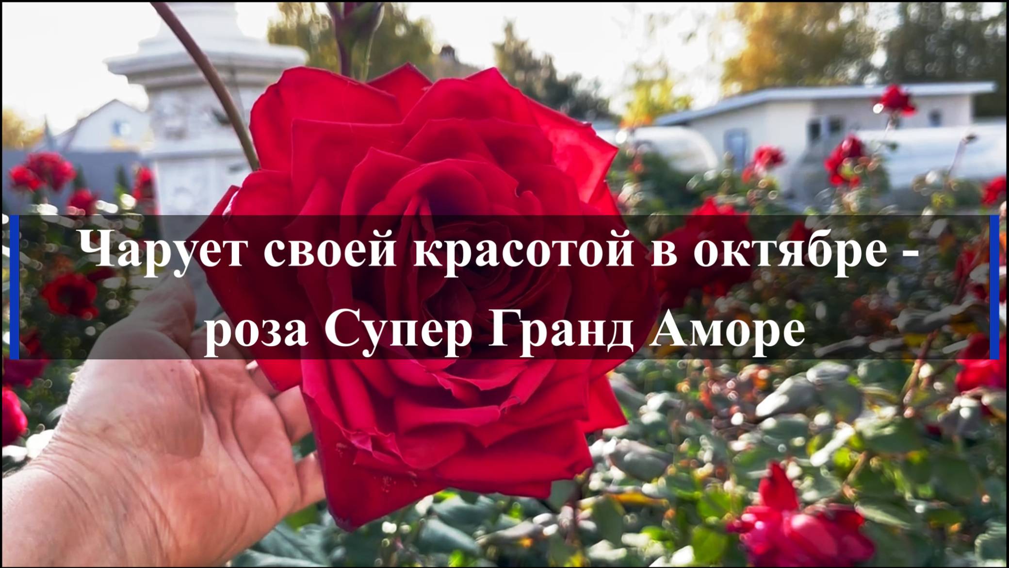 Чарует своей красотой в октябре - роза Супер Гранд Аморе. смотреть онлайн