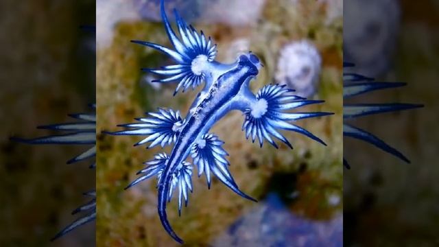 Blue glaucus or The Blue dragon ❤🥰🤩😍 смотреть онлайн