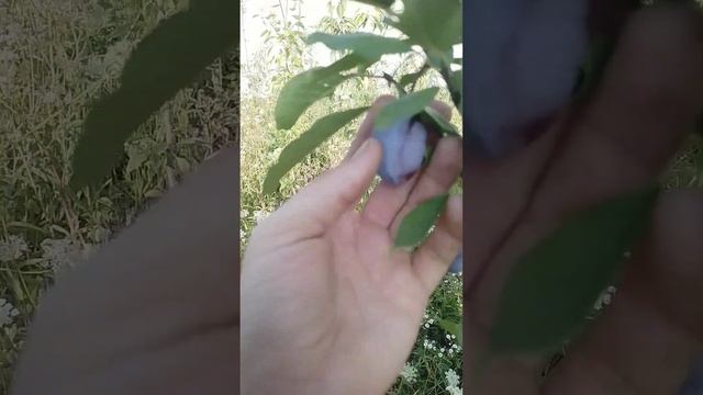 31.07.2024 слива Стенлей