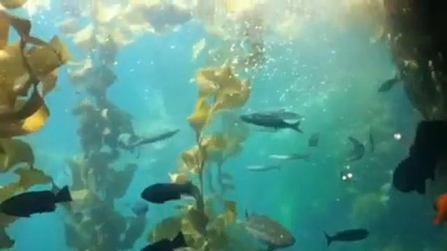 Aquarium смотреть онлайн