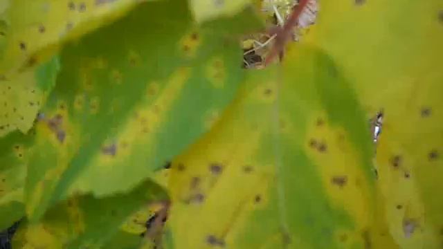 Растения нашего участка.wmv смотреть онлайн