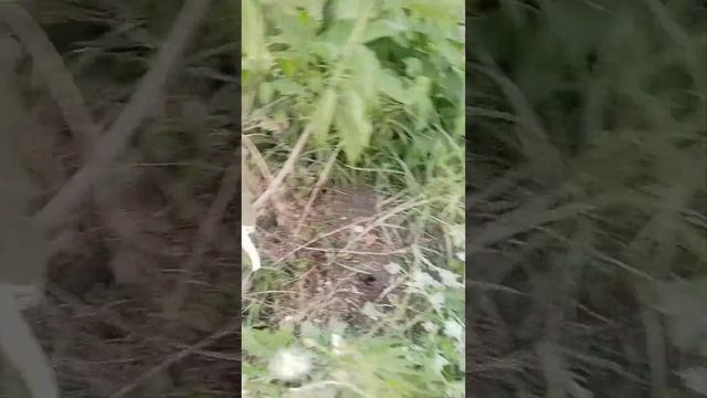 31.07.2024 персик Инжирный