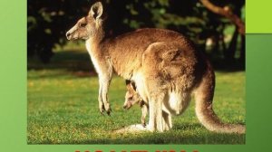 Презентация для детей по Доману. Животные