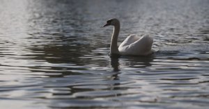 Работа автофокуса Canon EOS R5 Mark II при видеосъёмке