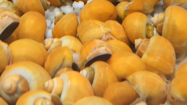 GOLDEN APPLE SNAIL смотреть онлайн