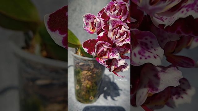 Dtps. Formosa Cranberry ‘Pudding’ (peloric 3-lips) ❤️ Домашнее цветение миниатюрной орхидеи Формоза смотреть онлайн
