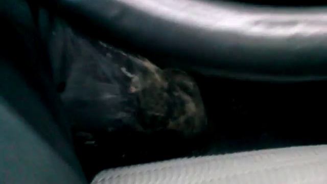 Me In Rubber Riding Boots And Latex Full Seat Jodhpurs