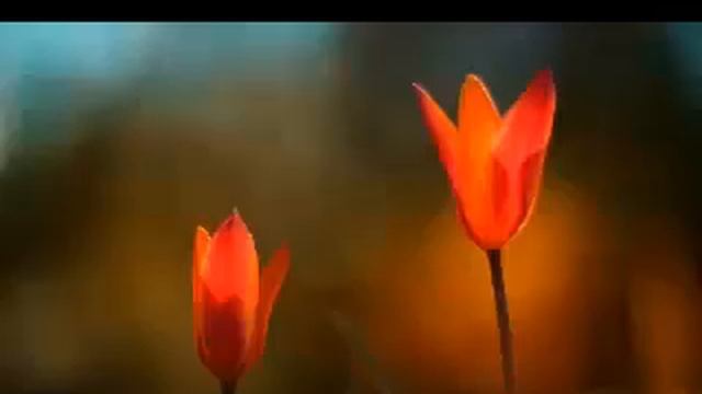 Win8Pro9200 C Windows Web Wallpaper Theme2 图片 смотреть онлайн